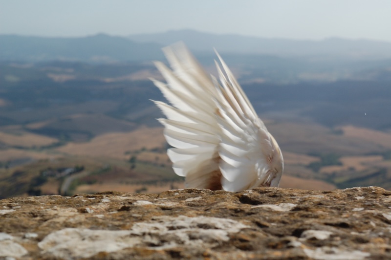 01 | Volterra, 2015